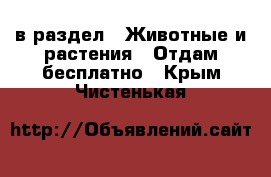  в раздел : Животные и растения » Отдам бесплатно . Крым,Чистенькая